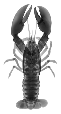 Lobster