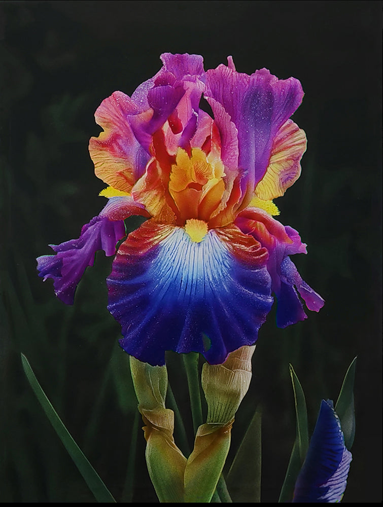 Iridescent Bloom by Dru Blair