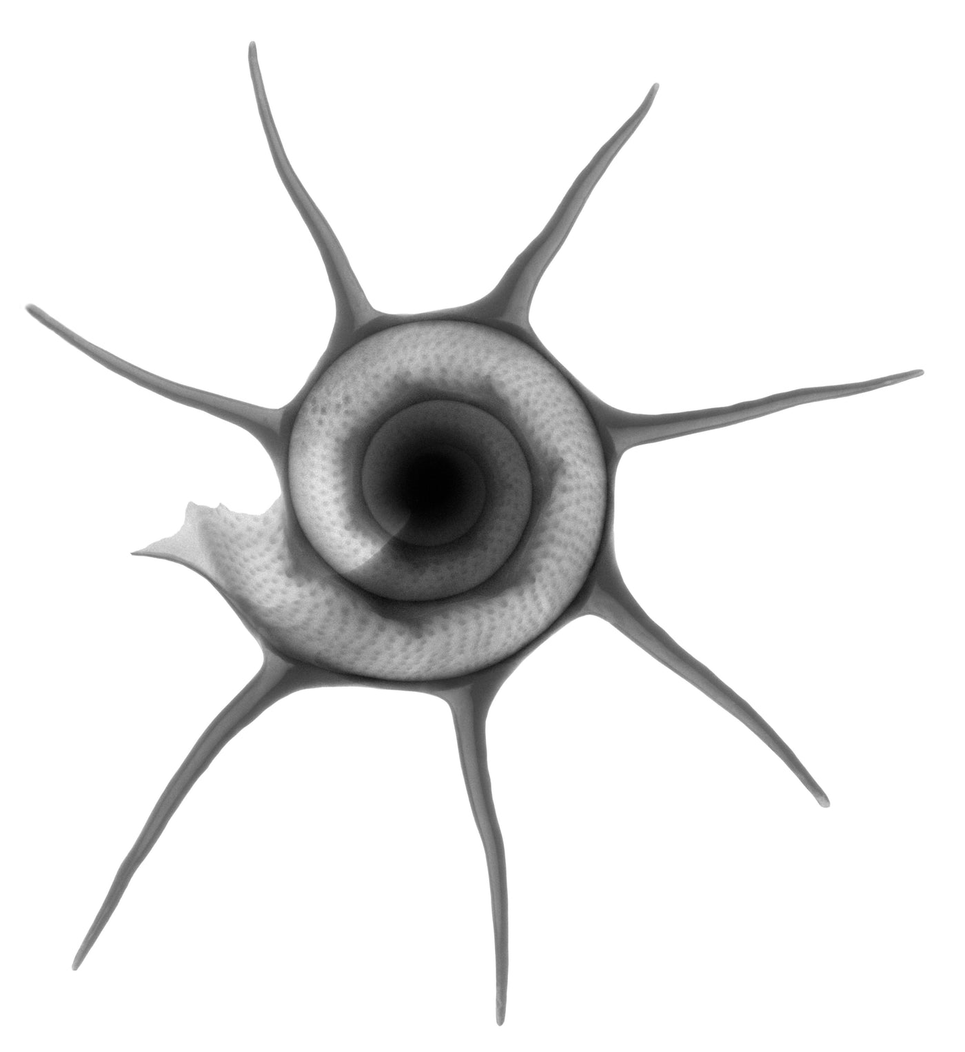 Star Spindle Shell