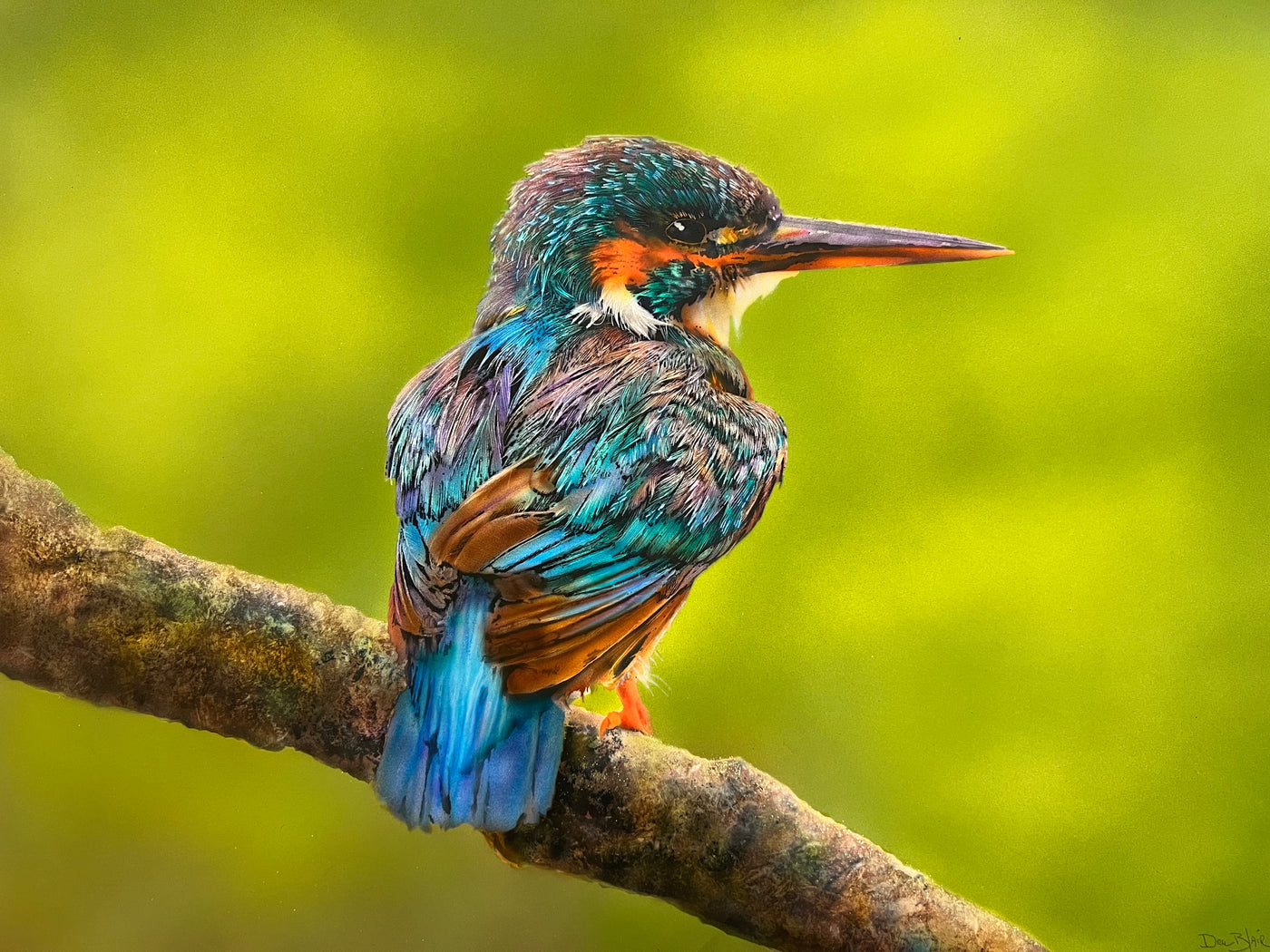 Kingfisher III