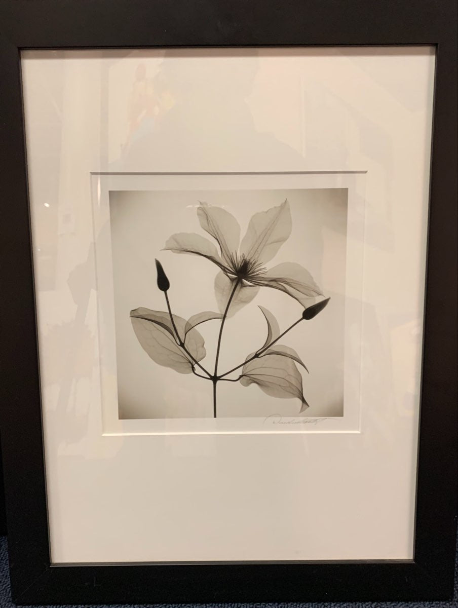 Clematis by Don Dudenbostel