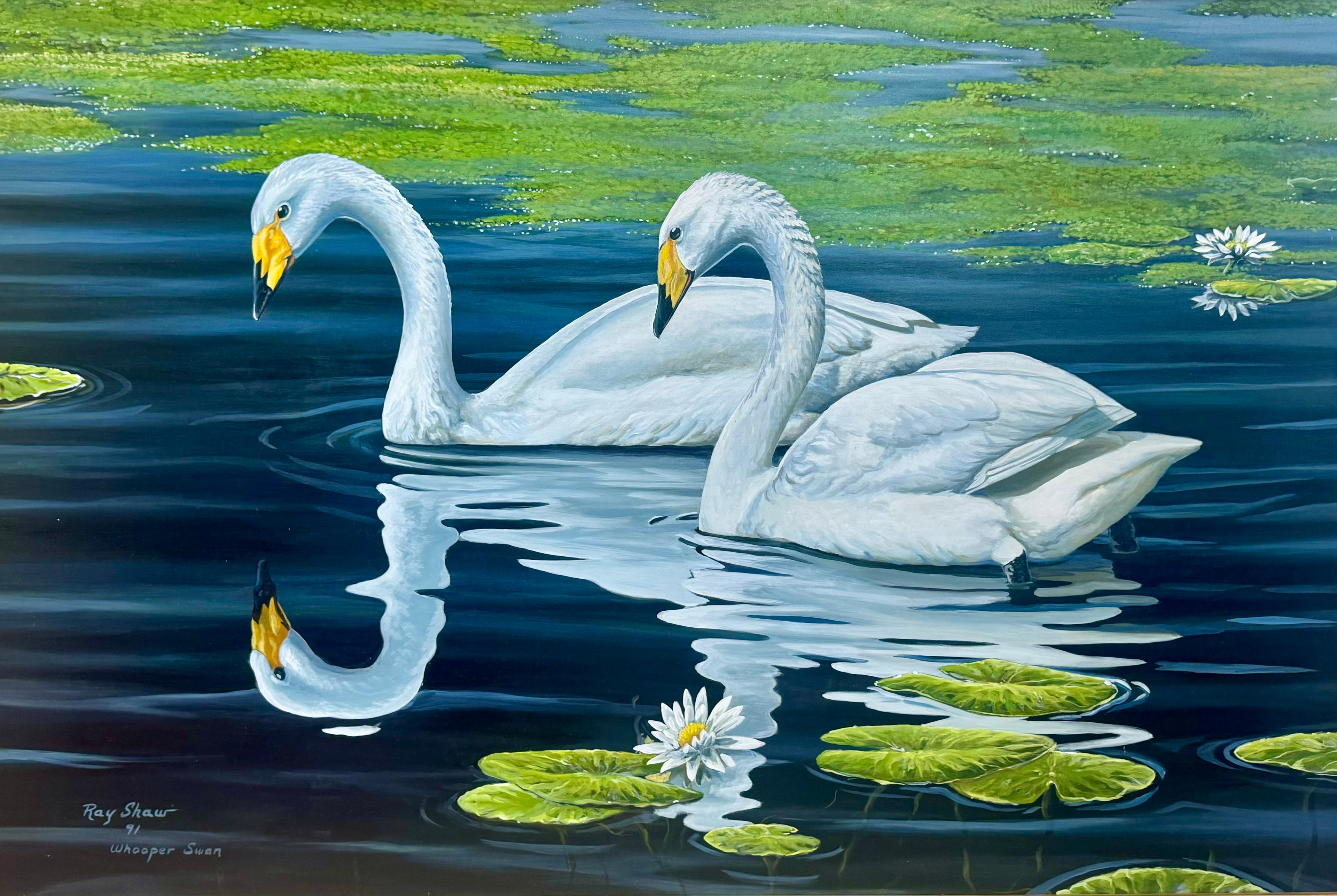 Whooper Swan, 1991 by Ray Shaw