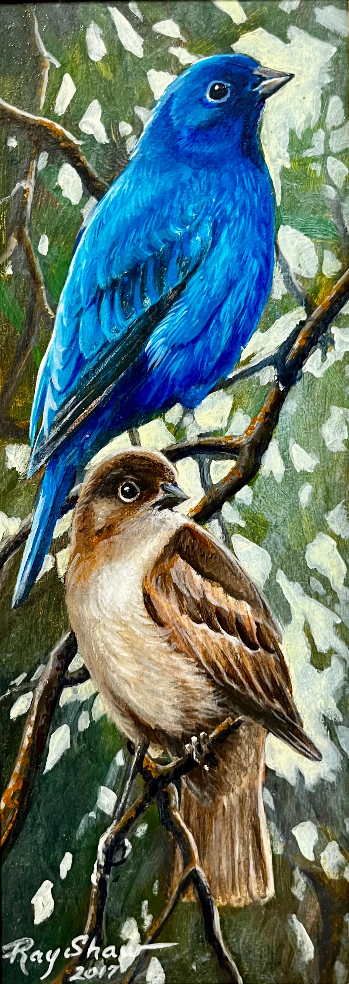 Sitting Pretty - Blue Bunting by Ray Shaw