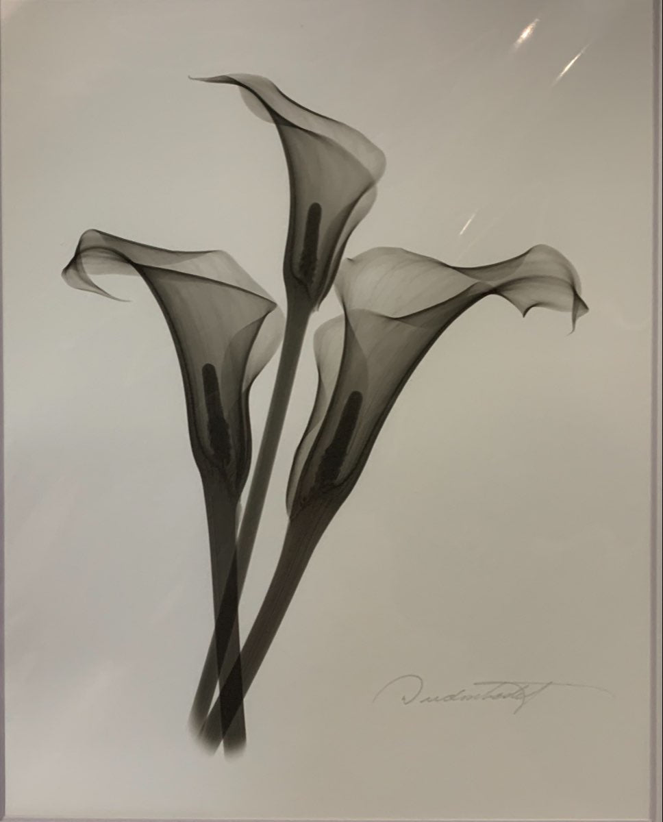 Three Callas II by Don Dudenbostel