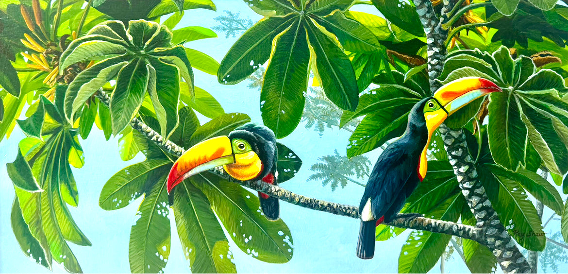 Keel-billed Toucans