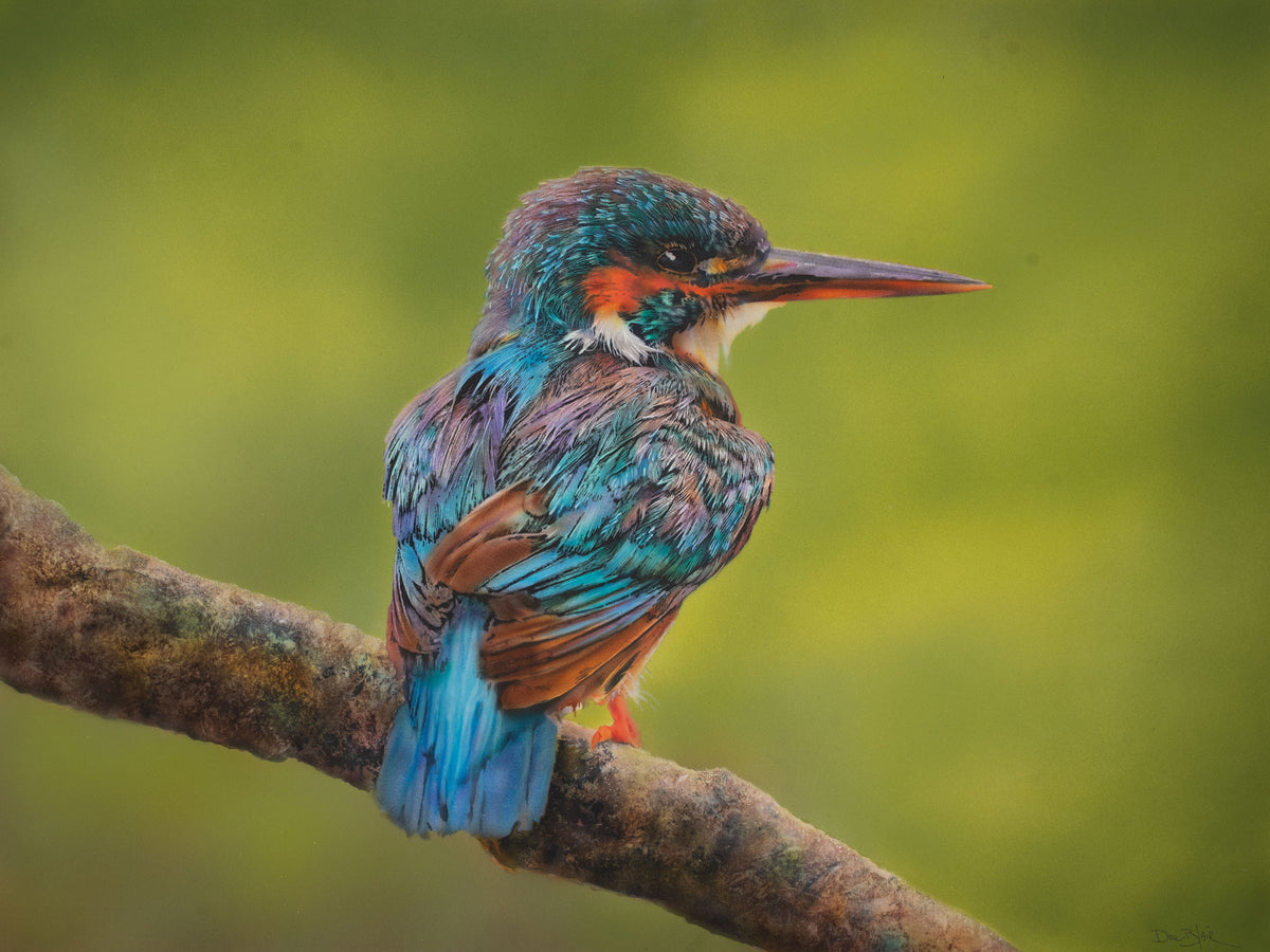 Kingfisher III