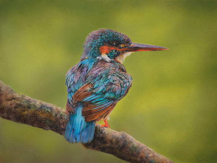 Kingfisher III