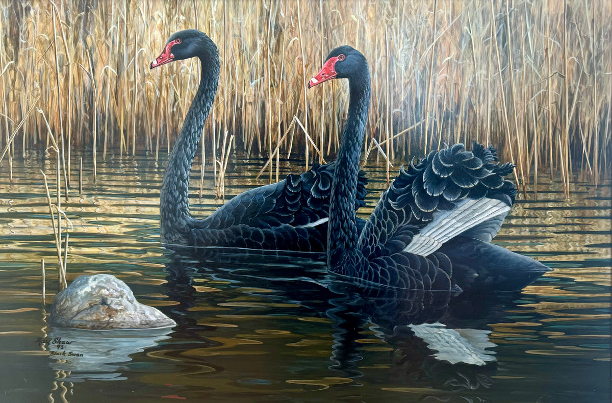 Black Swan, 1993 by Ray Shaw