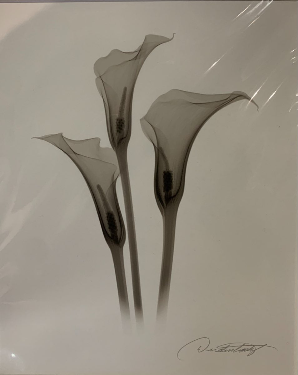 Three Callas by Don Dudenbostel