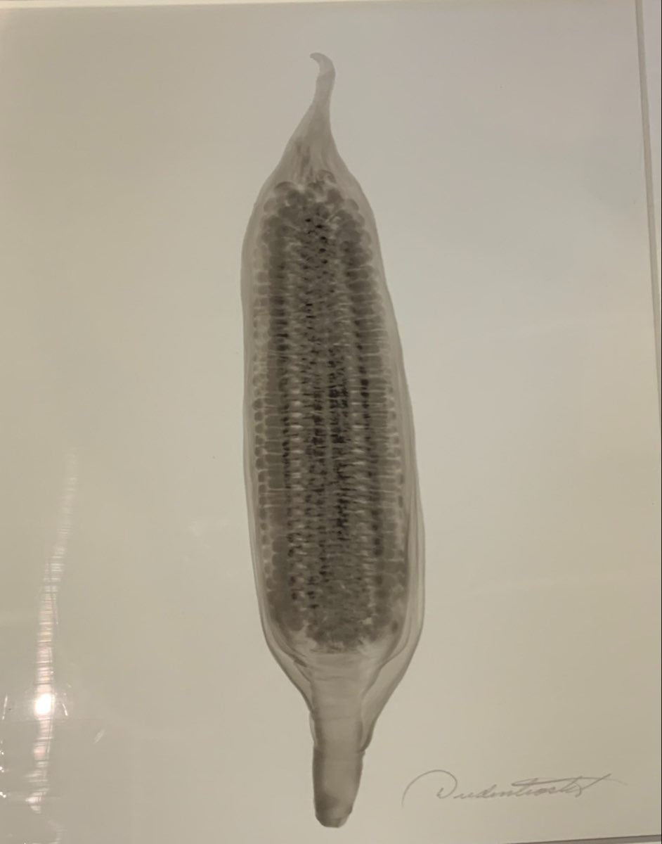 Corn on the Cob by Don Dudenbostel