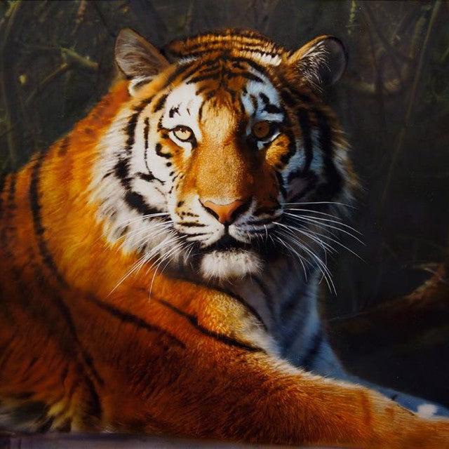 Animals