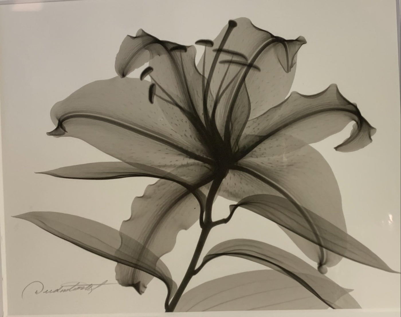 Lilly II