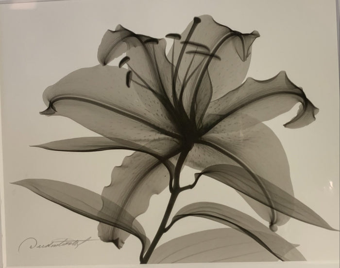 Lilly II