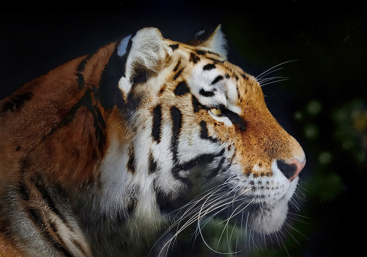 Hunter's Gaze by Dru Blair