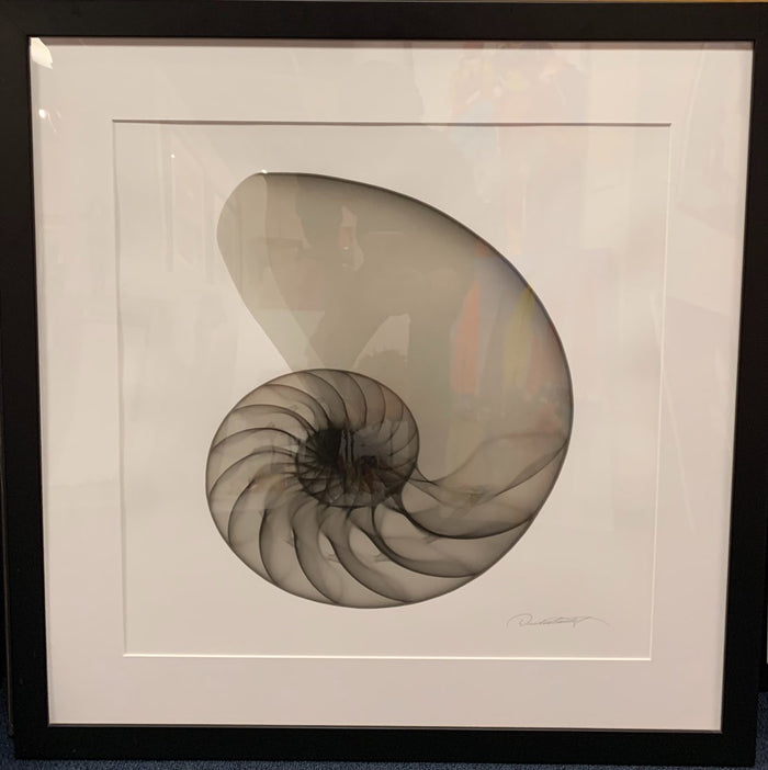 Chambered Nautilus