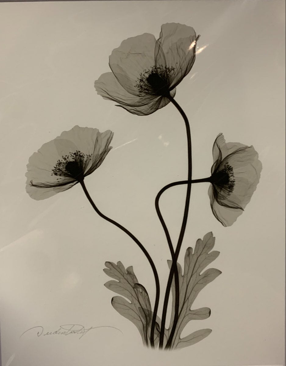 Three Red Poppies by Don Dudenbostel