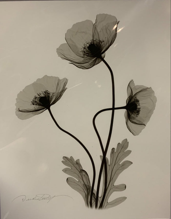 Three Red Poppies