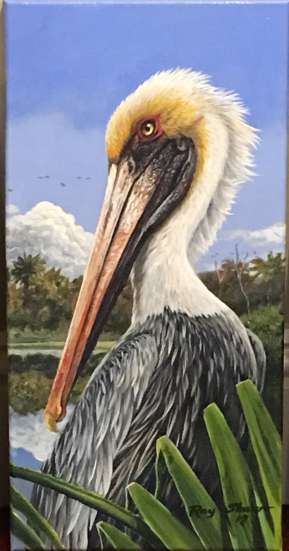 Brown Pelican