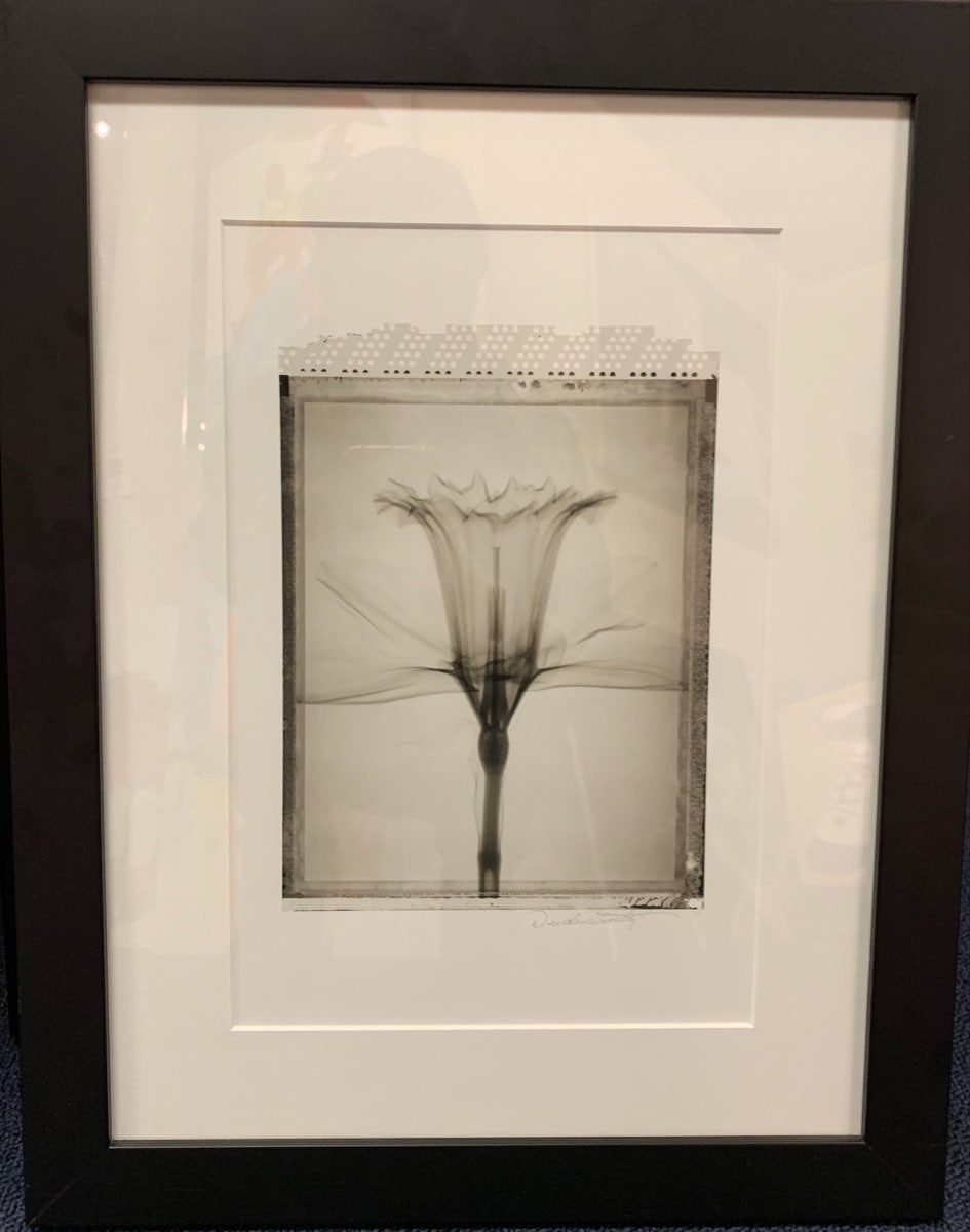 Yellow Daffodil by Don Dudenbostel