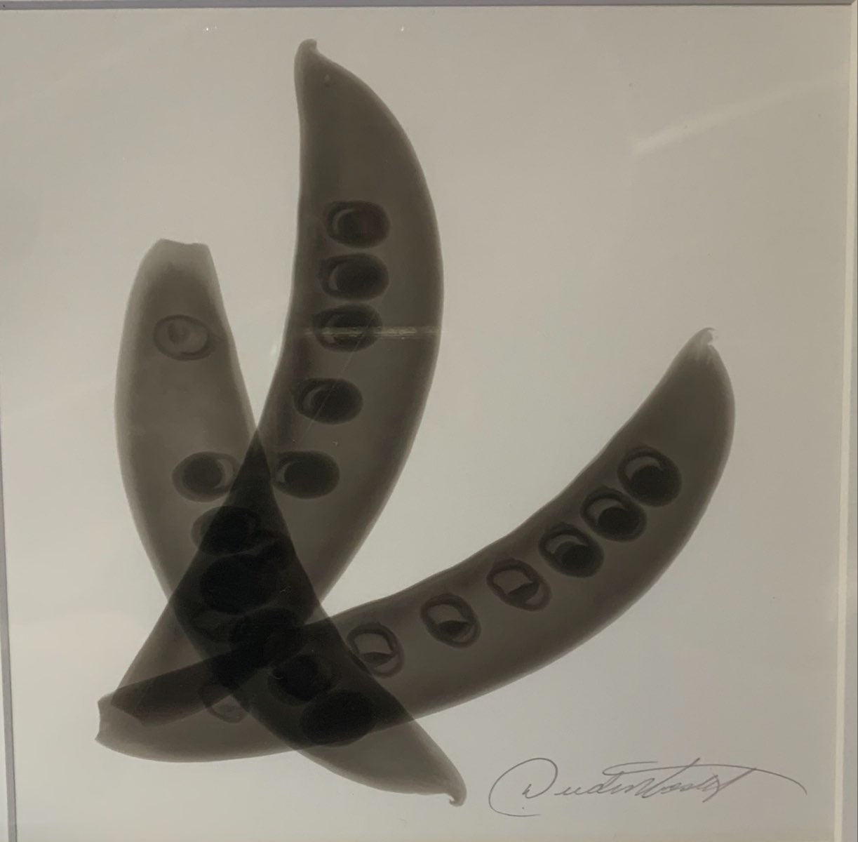 Three Pea Pods V by Don Dudenbostel
