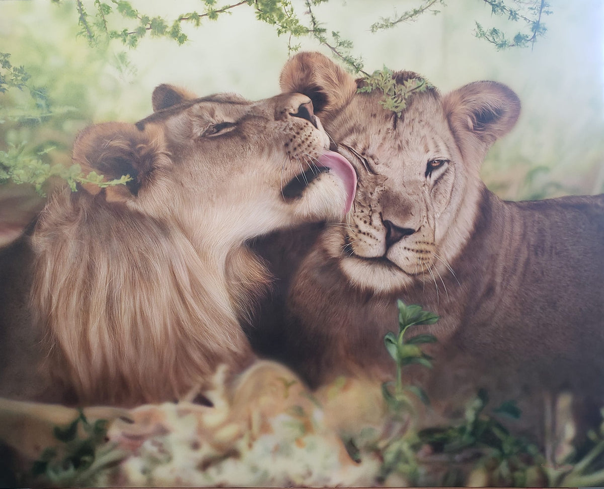 Wild Affection by Silvia Belviso