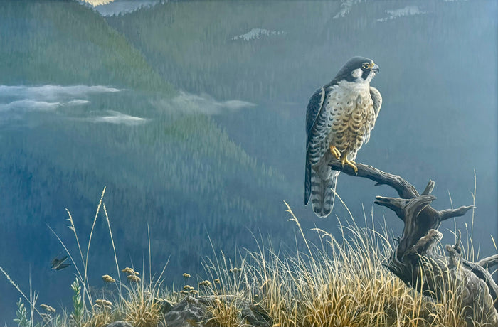 Peregrine Falcon, 1991